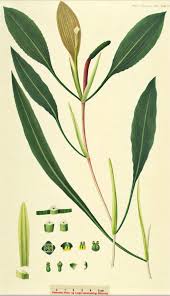 Image result for Potamogeton nodosus