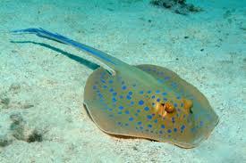 This ray will bury itself in the sand to rest and hide from predators. Blue Spotted Stingray Care Sheet Saltwateraquarist Com