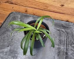 Image result for Chlorophytum filipendulum