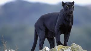 Find the perfect angry panther stock photos and editorial news pictures from getty images. Black Panther Animal Wallpapers Top Free Black Panther Animal Backgrounds Wallpaperaccess