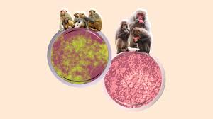 Monkeypox was discovered in 1958 among monkeys kept for laboratory research in denmark. Lpci3kc9zqcvfm