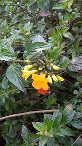 Melbourne Please Help Me Identify This Plant I Try Google Image Search But No Result Thank You Gardening Ga Plants Please Help Me Google Image Search