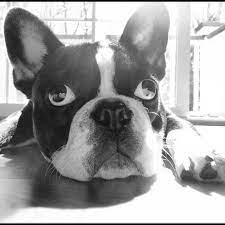 The Daily Frenchie French Bulldog Puppies Cute Puppies Dog Face