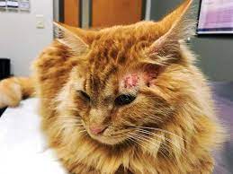 Scratch That Itch The Diagnosis Care And Feeding Of The Food Allergic Cat