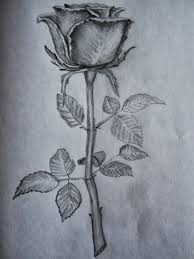 18 rose drawings free psd vector ai eps format download free. Easy Pencil Drawing Of Rose Novocom Top