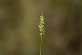 Image result for Sacciolepis indica