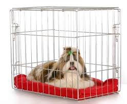 Check spelling or type a new query. 8 Steps To Crate Train A Puppy Fast Complete Guide