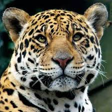 Encontrá las últimas noticias de jaguares: Taxis Jaguares De Tultitlan Home Facebook