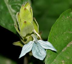 Image result for Ecbolium hastatum