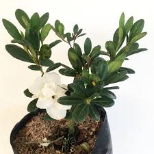 Bila anda memeriksa catatan sejarah tentang pelaksanaan festival bunga azalea, kebanyakan hanya diadakan sekitar 16 hari saja. Tanaman Hias Bunga Azalea Putih Shopee Indonesia