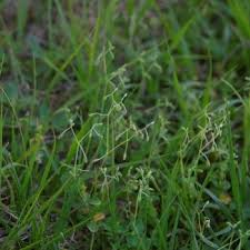 Image result for Drymaria