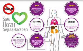 Fungsi buah pinggang amat penting dalam pencegahan penyakit dan aliran darah, ia menapis darah segala kotoran, kuman dan toksik dalam darah. Radang Buah Pinggang In English