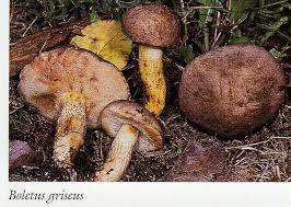 Image result for Boletus speciosus
