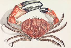Tasmanian Giant Crab Wikipedia