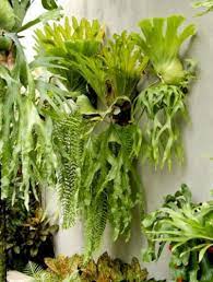 We did not find results for: 10 Tanaman Hias Daun Cantik Yang Cocok Di Rumah Bibit Online