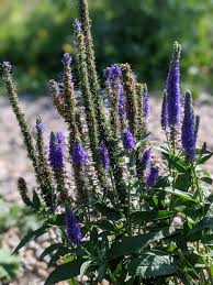 Image result for Plantaginaceae