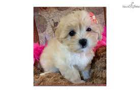 Maybe you would like to learn more about one of these? Nala Malti Poo Maltipoo Puppy For Sale Near Jacksonville Florida E56e63f1 7331 Maltipoo Puppy Maltipoo Maltipoo Puppies For Sale