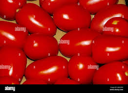 Image result for tomato Piccadilly