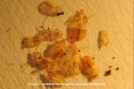 Pest droppings one of the classic evidence or signs that you can see. Signs Of Bed Bugs Possible Bed Bug Infestation Signs