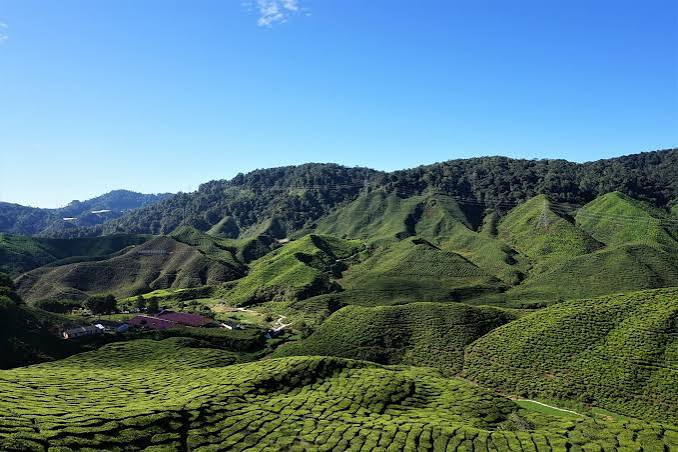 Cameron Highlands, Malaysia - A Travel Guide | Apenoni