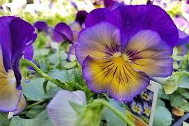 How To Grow Avocados Gardener S Path Pansies Flowers Winter Pansies Flower Meanings