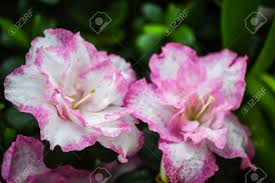 National plant network 2.25 gal. White Azalea Flowers With Pink Edges Stock Photo Picture And Royalty Free Image Image 65583721