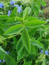 Image result for Crotalaria polysperma