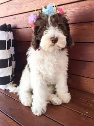Black And White Parti Aussiedoodle 14 Week Old Sophie Australian Multi Generational Labradoodle Medium Fleece Coat Labradoodle Dogs Labradoodle Dogs