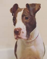 Learn more about spca of wake county in raleigh, nc, and search the available pets they have up for adoption on petfinder. Dog For Adoption Dunkin An American Staffordshire Terrier In Raleigh Nc Petfinder