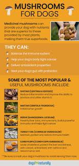 Mushrooms For Dogs Fight Back Against Cancer Dog Cancer Diet Dog Nutrition Stuffed Mushrooms