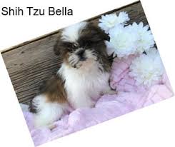 He's full of energy and very alert. Shih Tzu Dogs For Sale In Virginia Beach Agriseek Com