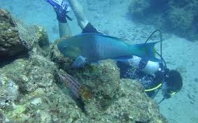 Costa Rica Scuba Diving Travel Excellence
