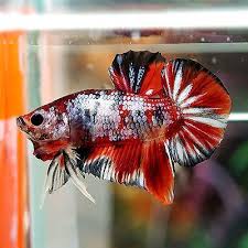 Betta Male Fancy Multi Color Super Koi Galaxy Hmpk Kg3 Betta Fish Tank Betta Koi Betta