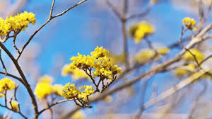 サンシュユの花言葉｜花言葉に想いをのせて | LIVE THE WAY