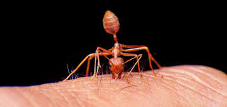 Image result for Fire Ant Sting