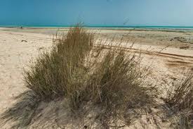 Image result for Halopyrum mucronatum