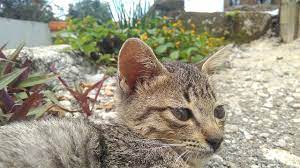 Merawat kucing persia memang mengasyikkan. File Kucing Kampung Peliharaan Yang Lucu Dan Imut Jpg Wikimedia Commons