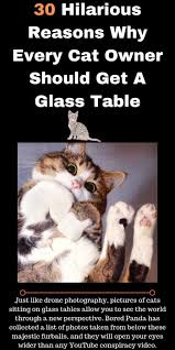 30 Hilarious Reasons Why Every Cat Owner Should Get A Glass Table Cat Owners My Animal Cats
