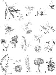 Image result for Moraceae