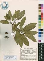 Image result for Ficus sansibarica