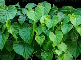 Image result for Tinospora