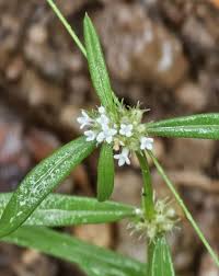 Image result for Spermacoce deserti