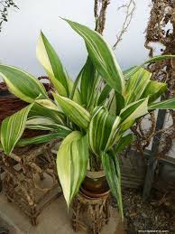 Image result for Kořenokvětka Aspidistra
