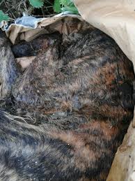 These examples have been automatically selected and may contain sensitive content. Un Promeneur Decouvre Le Cadavre Decompose D Un Chien A Villeroy L Eclaireur Du Vimeu