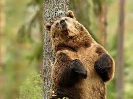 The bears have won nine nfl championships, including one super bowl, and hold the nfl record for the most enshrinees in the pro football hall of fame and the most retired jersey. When Is Meet The Bears On Tv Discover Wildlife