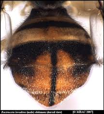 Image result for Sorindeia rhodesica