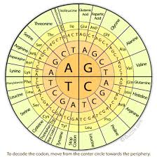 Amino Acid Codon Chart Circle Bedowntowndaytona Com