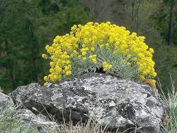 Image result for Aurinia