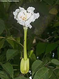 Image result for Dolichandrone alba