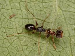 Image result for Gonatopus